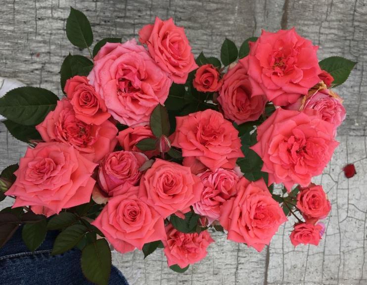 月季出现这种枝条,开花会很少,如果发现,要及时剪掉