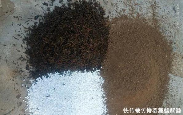 养花的土变硬了老花匠别铲,浇上“1种水”,30天变疏松