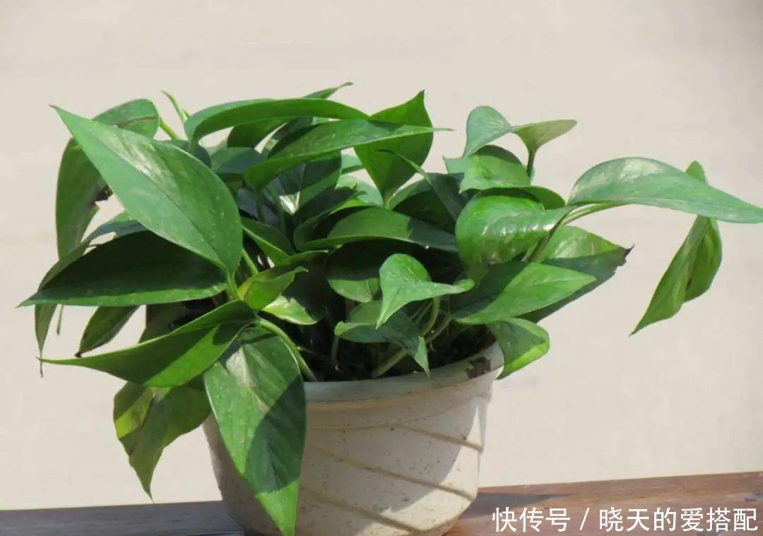 惊艳|绿萝样式品种原来这么多,来看看你都认识哪一种,有没有惊艳到你