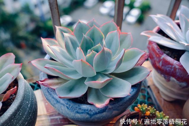 意境|10款意境深远的蓝色系多肉!养成老桩美呆了!越养越爱!