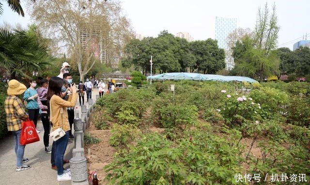 王城公园|一株牡丹提前开花竟轰动了整个公园，一上午300人排队打卡