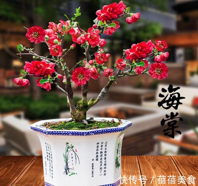 3种“老花树”,能活一百年,冬天不怕冷,开满“吉祥花”