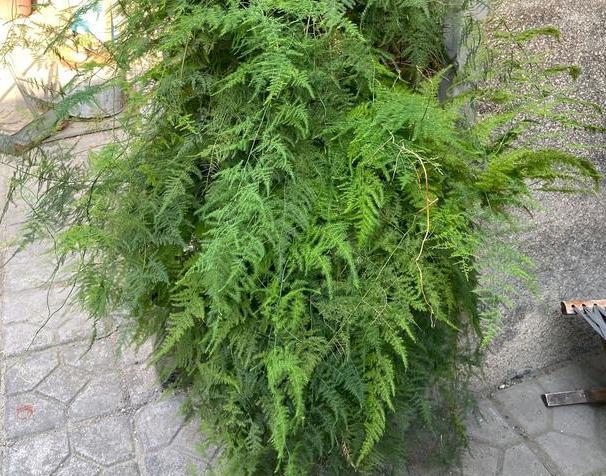 盆栽文竹、吊兰、发财树,枝叶过密招蚊虫该怎么办剪剪就变美