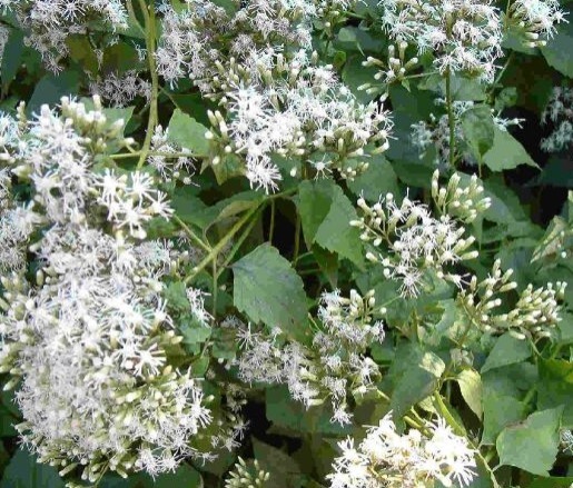 破坏力|看着不起眼的野草，想不到破坏力很大，但效果很不错