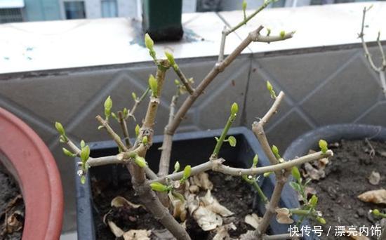 花香花期|这3种花春天狠修剪,到了花期全是花,开花香花期长