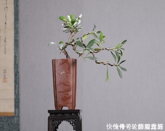 花期|欣赏日本大师盆景作品,精心培育的造型,非常具有艺术气息