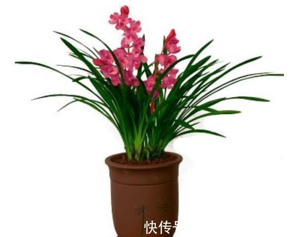 此款兰花花色艳丽,香味浓郁,是阳台盆栽佳品,喜欢兰花别错过