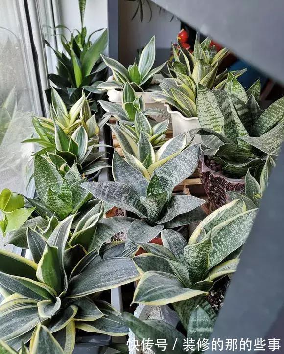 6种“泼辣花”，容易被浇死，越懒养越爆，勤快人养不好