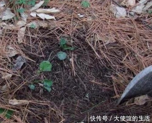 养花|养花别再买营养土,盆里掺1把“废料”,土壤疏松透气,花开不停