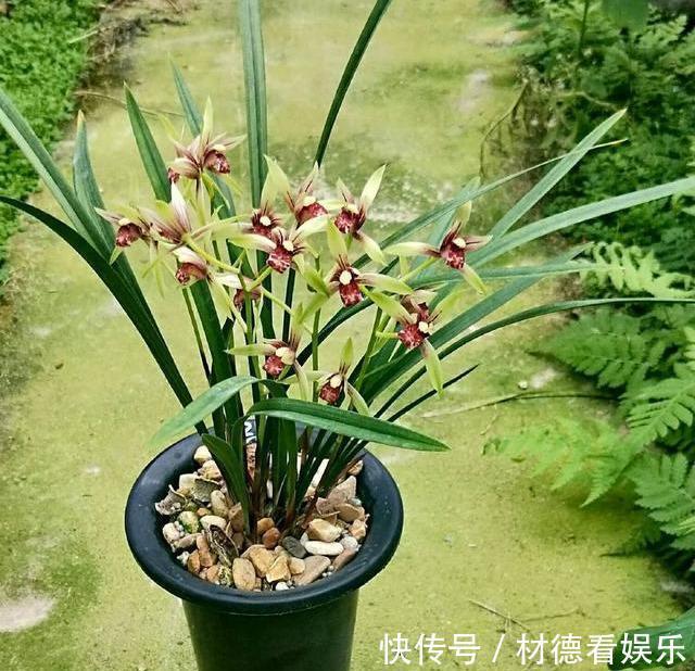 花盆|养兰花不花钱，随便一把花生壳，扔在花盆养分足，不积水不烂根