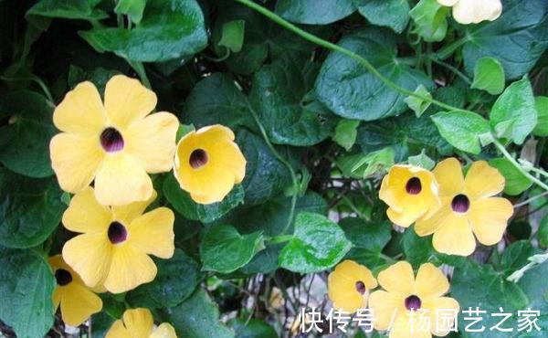 养花|养花试试这几款，花型奇特，花期长，开花烂漫迷人