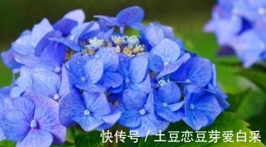 柳桃|家中什么样的花不能养?理由是什么?想知道的了解一下