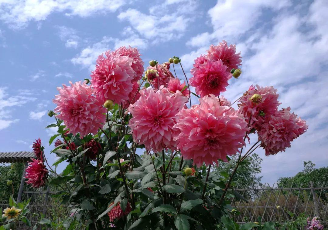 大花|花朵碗口大，喜欢看大花的别错过