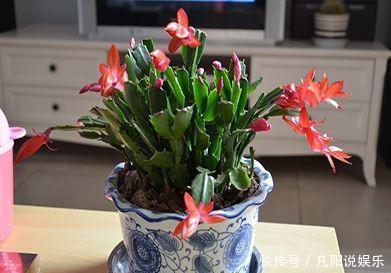 扦插“蟹爪兰”,生根后快“挪窝”,挪一棵爆一盆