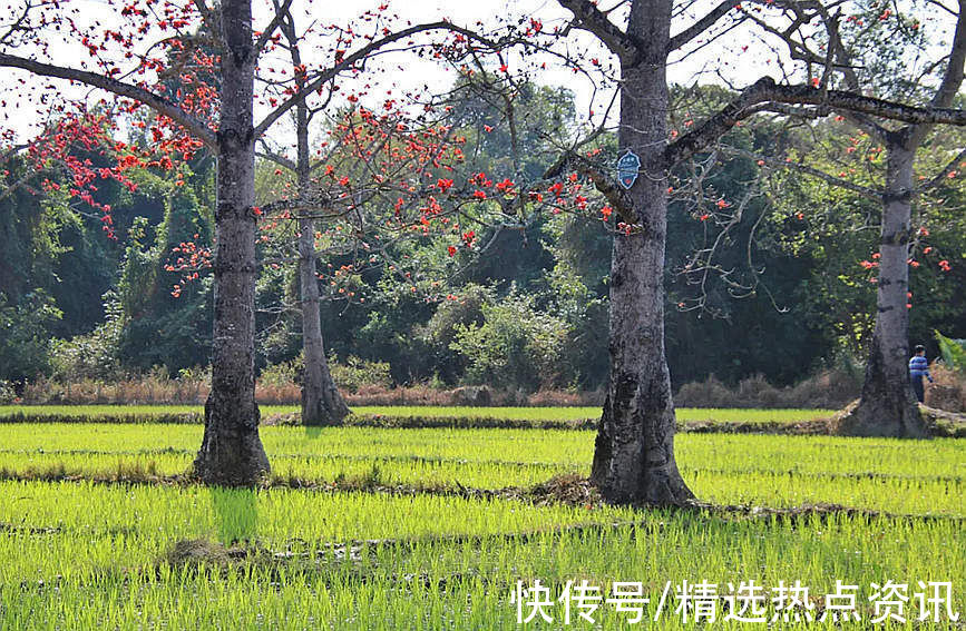 东方|海南东方：红红火火 木棉花开迎春来