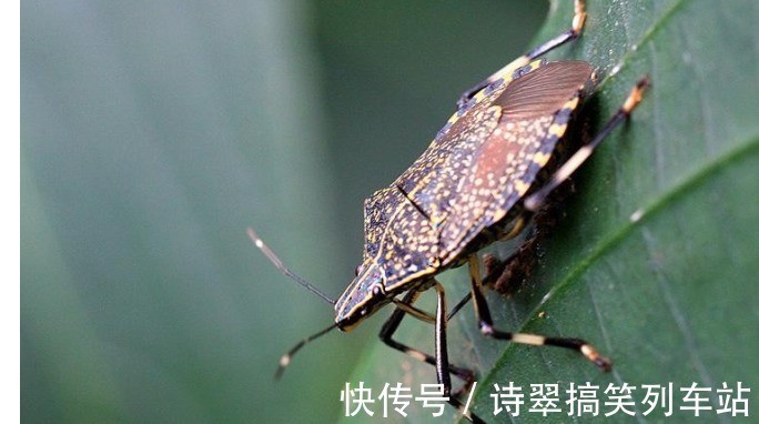 臭妮子|会放臭屁的臭妮子,营养价值堪比鹿茸,现在卖1000元一斤