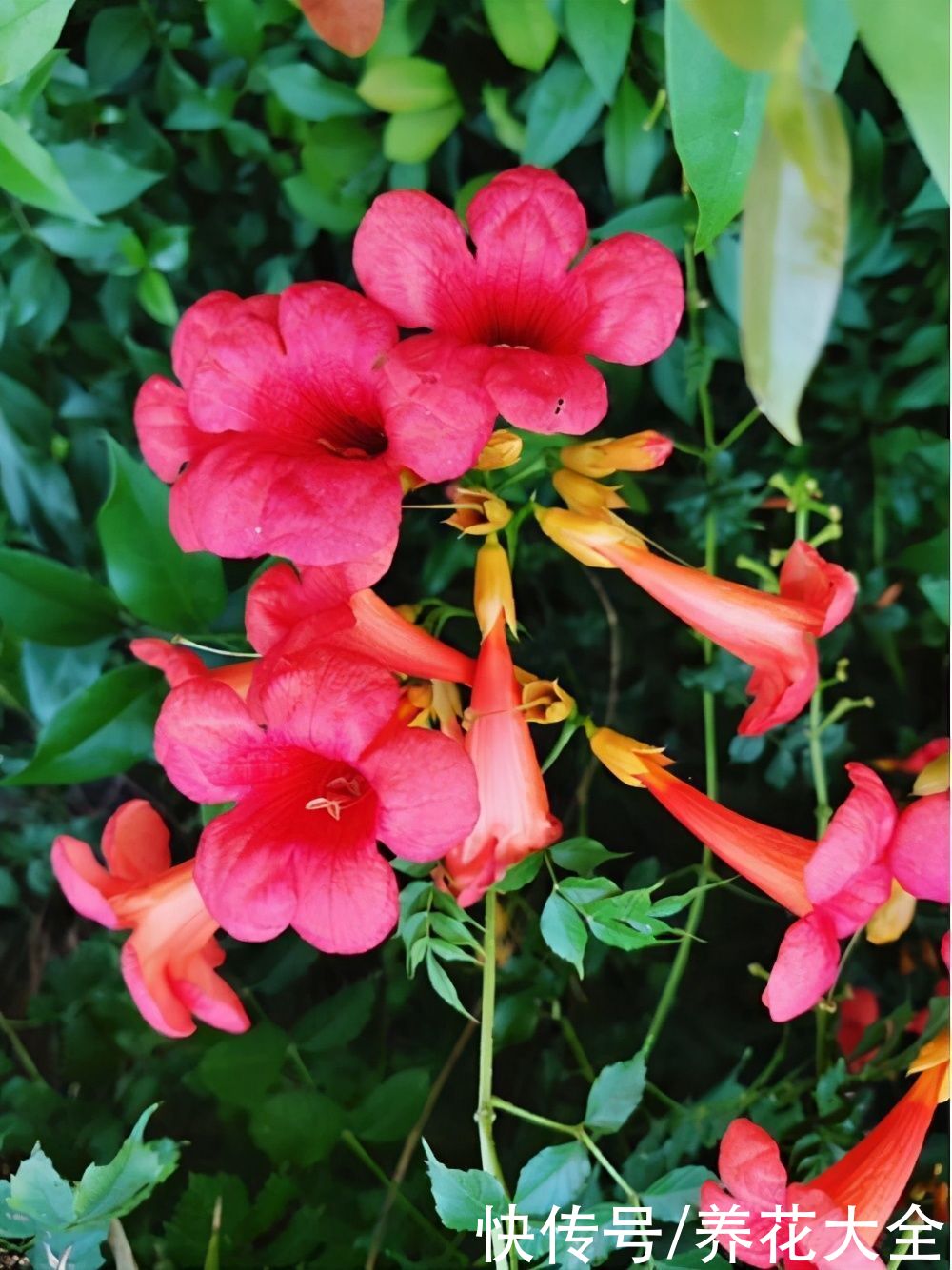 家里要是有院子，千万别养这4种花，泛滥了不好收拾