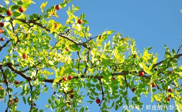 俗语“门前有三树,家兴富三代”,是指哪三树?难怪有钱人都种!