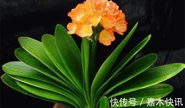 养君子兰加点料，叶片绿油油长得旺，懒人的福音！