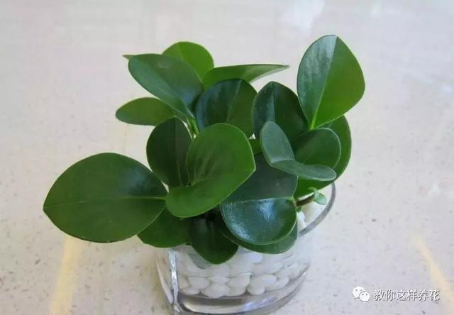 4种花别再种土里了,丢水里更好养,还更漂亮!