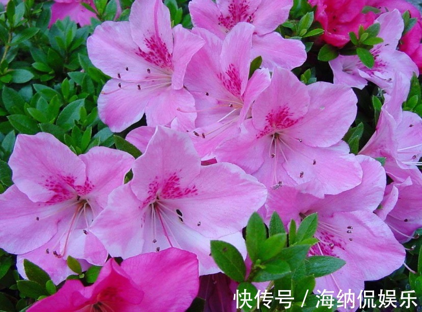 光照|3种漂亮花“最难养”，养花老手“都怕养”，新手别轻易“掉坑”