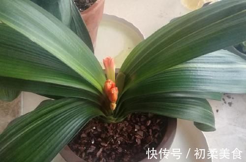 捡点“它”丢在君子兰盆里，疏松透气、养根，开花不夹箭