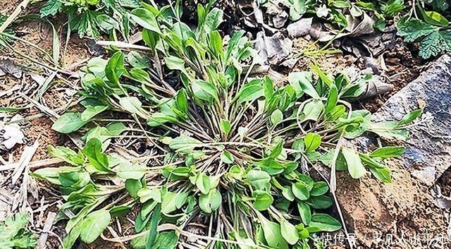 荠菜|农村1种“趴地菜”,如今60元一斤却没人种,以后见到别错过