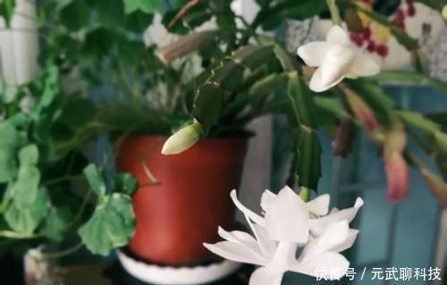 放大|养这三种花,盆越小,开的花越多,放大盆还容易死