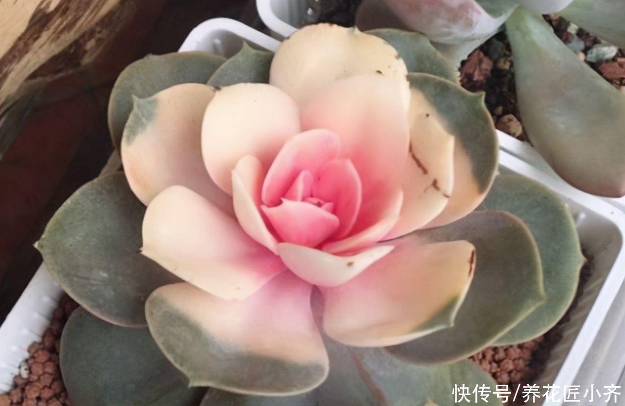 老手|新手刚接触多肉，记住“四不买”，让你养多肉变得简单