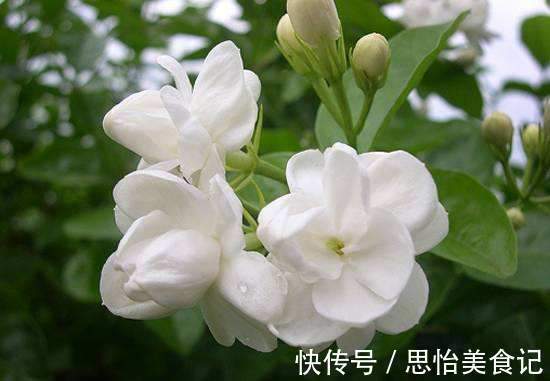 4种花超漂亮,个个美出状态,家里养一盆,招财又纳福!