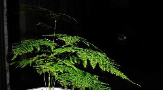 养文竹就要“狠”，黄叶枯枝直接剪，套个袋重新变成小树林