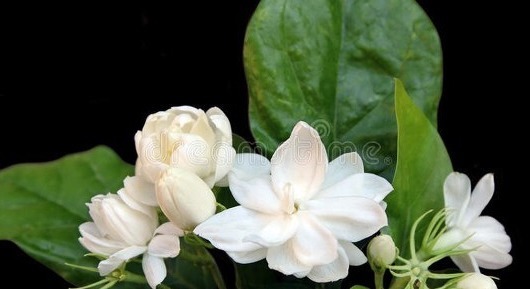 野菜|春天挖野菜,送你56种野菜大图片,带你见识不同的野菜和吃法