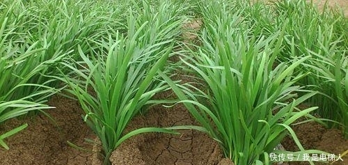 蔬菜|农村一种懒人蔬菜,种一季吃7年,割了就长,吃也吃不完