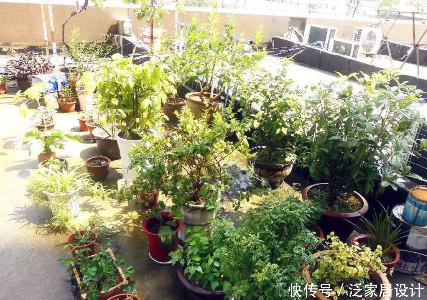 养花|家庭养花:制肥、施肥该掌握哪些小技巧?