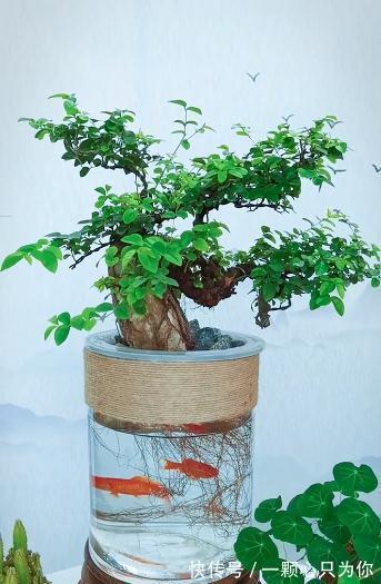 这是一株漂亮的抱石雀梅,你没看错,盆景也可以水培