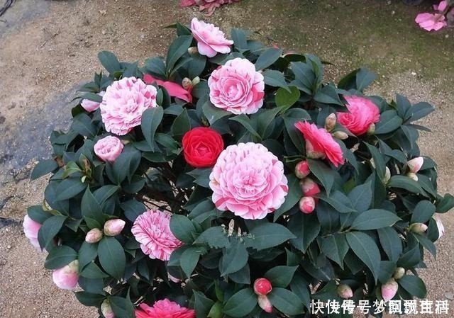 多色|被誉为“世界名贵花木”,一树多色,有枝必有花,价格便宜还好养!