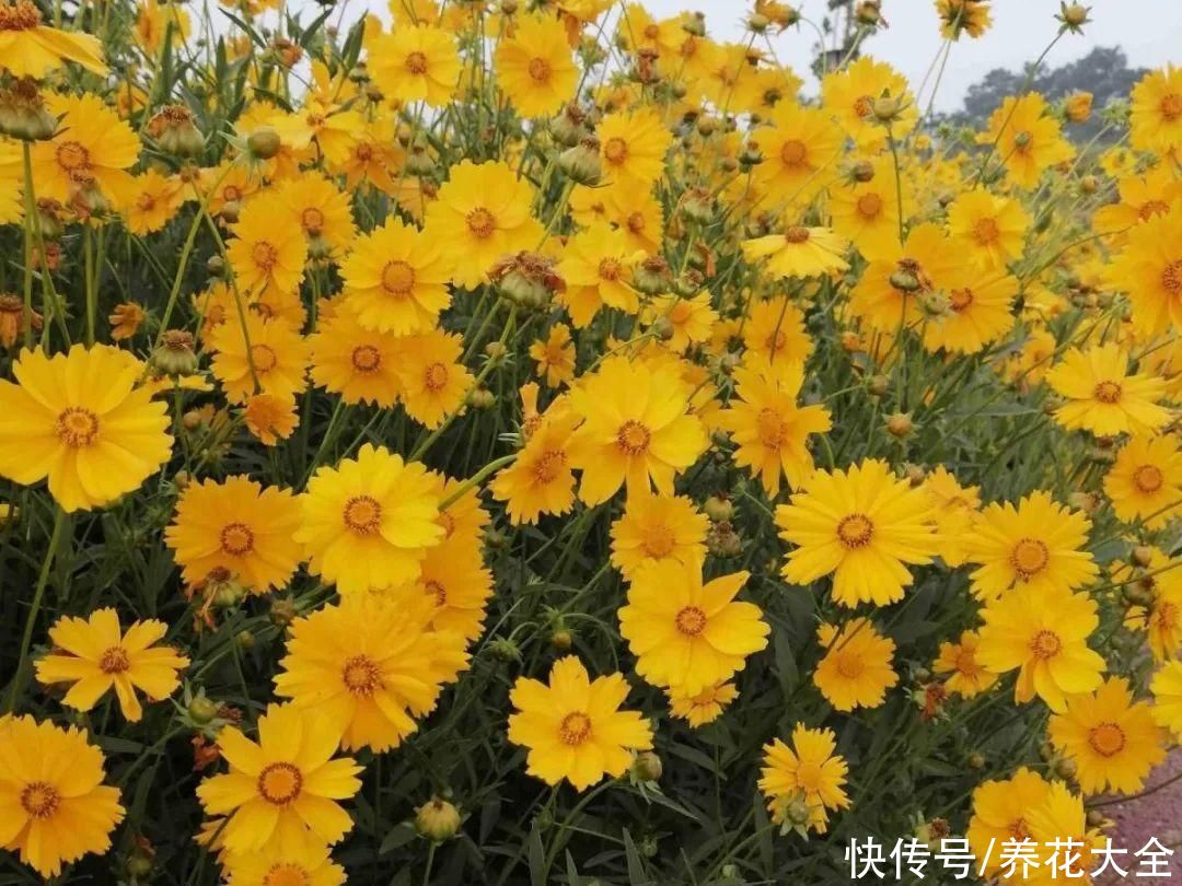 夏天|热不死的花，温度高也不休眠，超级适合夏天