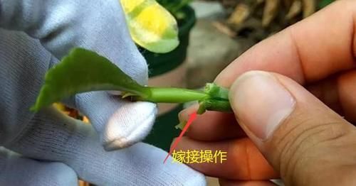 可以互相嫁接不同颜色的长寿花吗？应该如何嫁接？