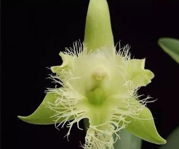 最全的兰花大鉴赏,看看你都见过几种兰花!