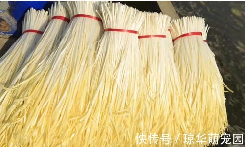 长得像蒜黄,市场十分火爆,一斤能卖20元,菜农:种起来很麻烦