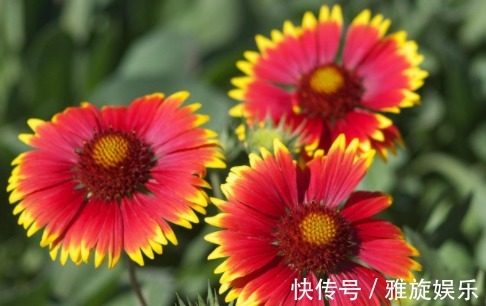 养花就养这四款,花开艳丽如火似血,枝繁叶茂,傲骨映寒,美