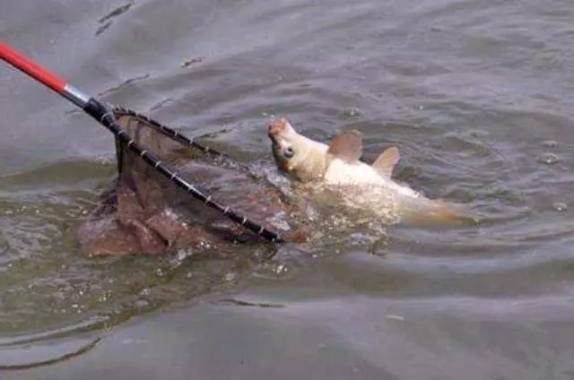 不管钓鲫鱼、鲤鱼还是草鱼，只要使用这款饵料就够了，四季通用！