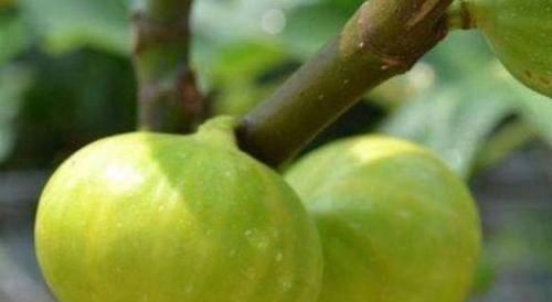 食物|对身体很好的3种食物,春天坚持吃,排毒清肠,抗衰老,好处多多