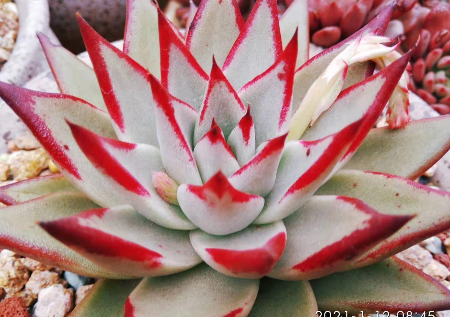 放在楼顶的多肉虽有轻微冻伤,但问题不大,目前依然还在坚持露养