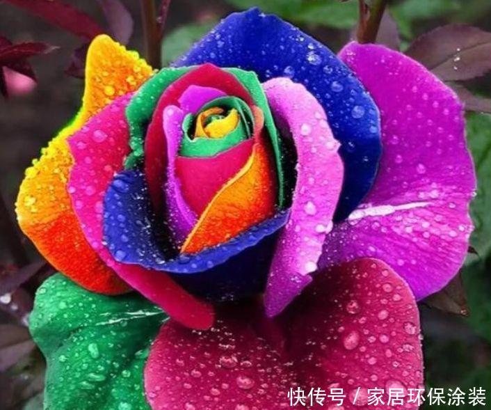 此款花卉,好养易爆盆,养在家里繁花似锦,旺运一整年