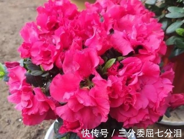 营养物质|4种花养家里，好养又漂亮，10块钱一盆，开花多、花期长！