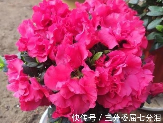 营养物质|4种花养家里,好养又漂亮,10块钱一盆,开花多、花期长!