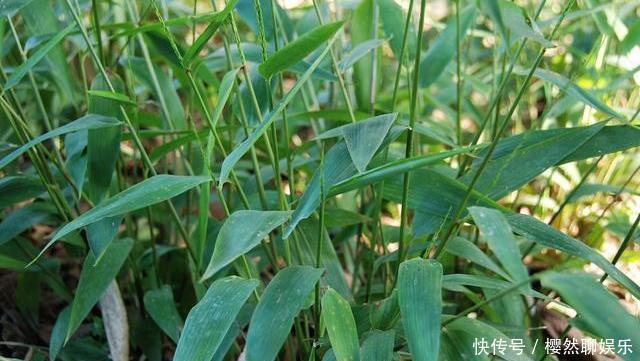 高血压的“福音”现身,坚持泡水喝,扩张血管,血压“乖乖”降