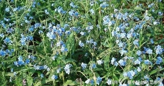 市场价|农村一种开蓝色花的野草,有驱鼠的作用,市场价高达上百元一斤!