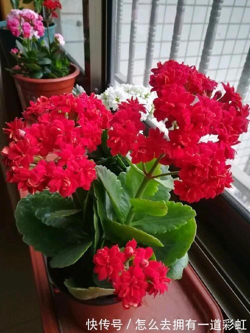 这2类花不能养，家里有尽快修剪或者搬走，对家人不好